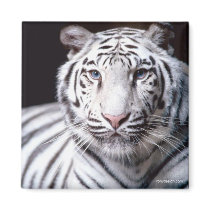 White Bengal Tiger Magnet magnets