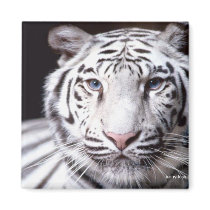 White Bengal Tiger magnets by ironydesignphotos White Bengal Tiger magnets