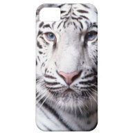 White Bengal Tiger Photography iPhone 5 Covers