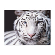 White Bengal Tiger Postcards