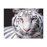 White Bengal Tiger Postcards