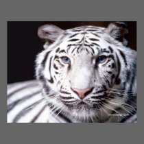 White Bengal Tiger