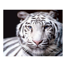 White Bengal Tiger posters