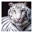 White Bengal Tiger posters