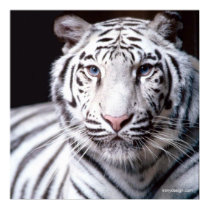 White Bengal Tiger posters
