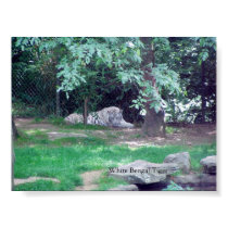 WHITE BENGAL TIGER posters