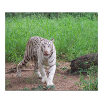 White Bengal Tiger posters