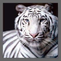 White Bengal Tiger Poster