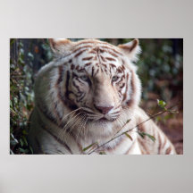 White Bengal Tiger Print