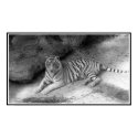 White Bengal Tiger Print in Black and White