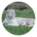 White Bengal Tiger stickers