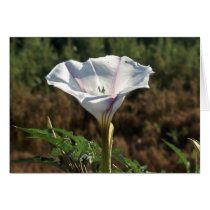 White Bindweed in Morning Sun Card