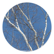 White Birch Blue Sky Nature Photo Sticker Label by SmilinEyesTreasures White Birch Blue Sky Nature Photo Sticker Label