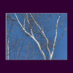 White Birch Tree Blue Sky Nature Photo Postcard