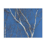 White Birch Tree Blue Sky Nature Photo Postcard
