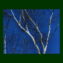 White Birch Tree Blue Sky Nature Poster posters