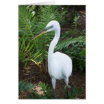 White Bird Cards
