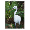White Bird cards