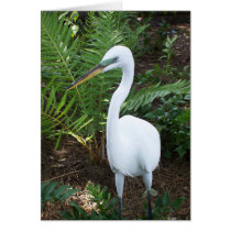 White Bird cards