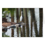 White bird with reflected palm trees greeting card