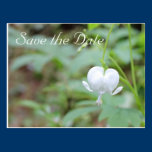 White Bleeding Heart Flower Save the Date Postcard postcards