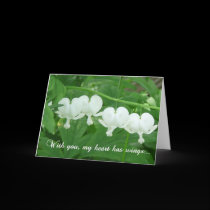 White Bleeding Heart-Love cards