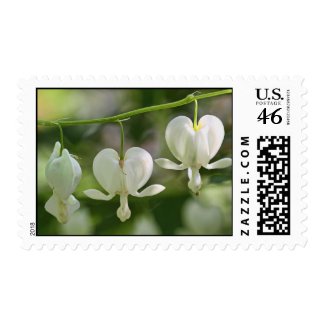 White Bleeding Hearts Flowers Postage Stamps