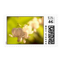 White Bleeding Hearts Photo Postage Stamps