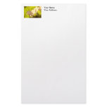 White Bleeding Hearts Photo Stationery