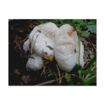 White Blobs Mushroom Postcard