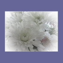 white blooms 2 postcards