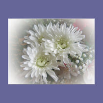 white blooms 3 postcards