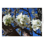 White Blossom Clusters Card