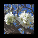 White Blossom Clusters Magnet