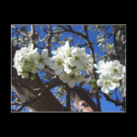White Blossom Clusters Postcard