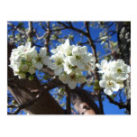 White Blossom Clusters Postcard