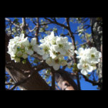 White Blossom Clusters Print
