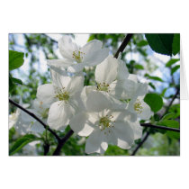 White Blossoms cards