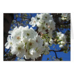 White Blossoms Card