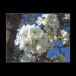 White Blossoms I Postcard