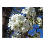 White Blossoms I Postcard