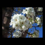 White Blossoms I Print