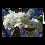 White Blossoms II Card