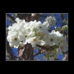 White Blossoms II Postcard