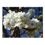 White Blossoms II Postcard