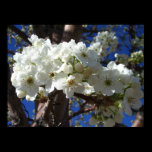 White Blossoms II Print