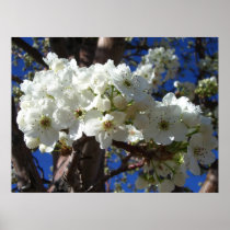 White Blossoms II Print