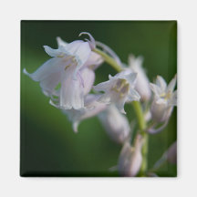 White Bluebell Fridge Magnet