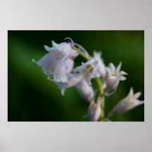 White Bluebell Print