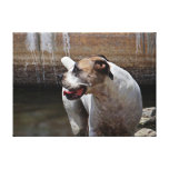 White Boerboel Zohey Having Fun Gallery Wrap Canvas